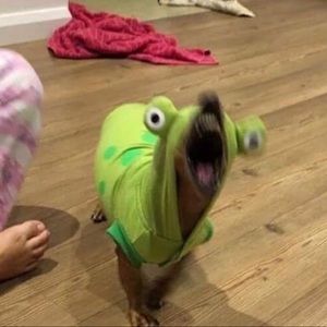 Meet your Posher, Kim